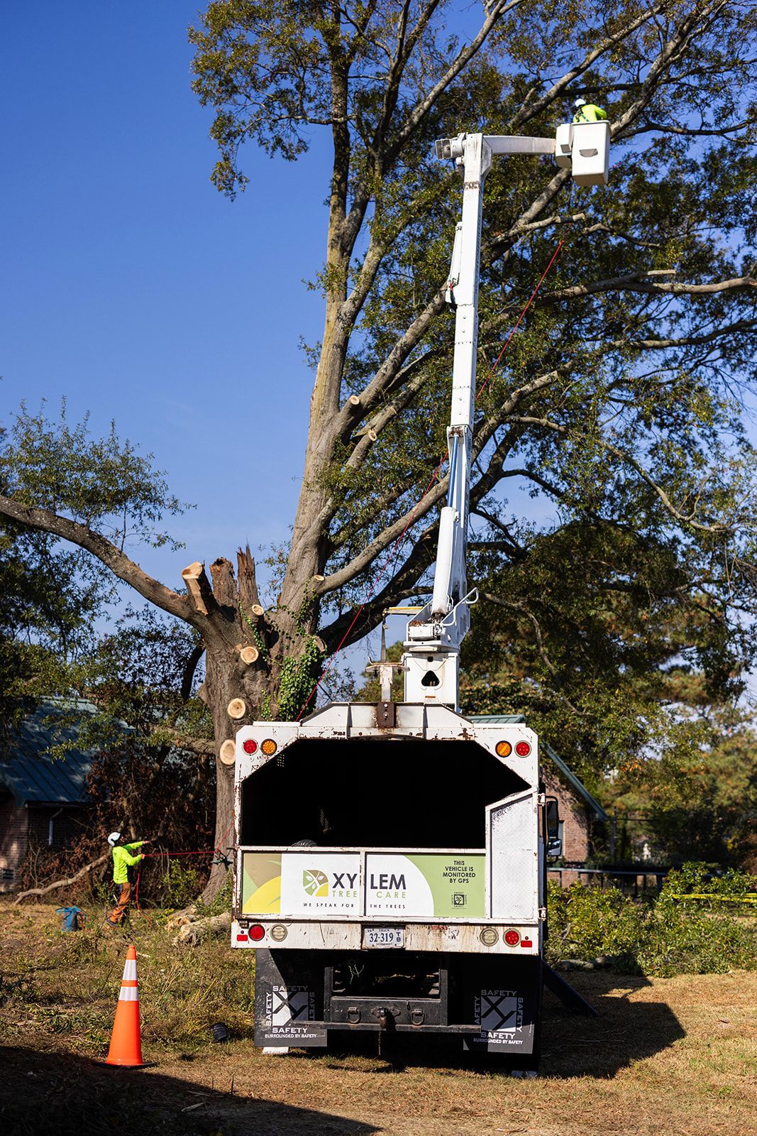 Man cutting a tree with a stihl chainsaw — Norfolk, VA — Xylem Tree Care