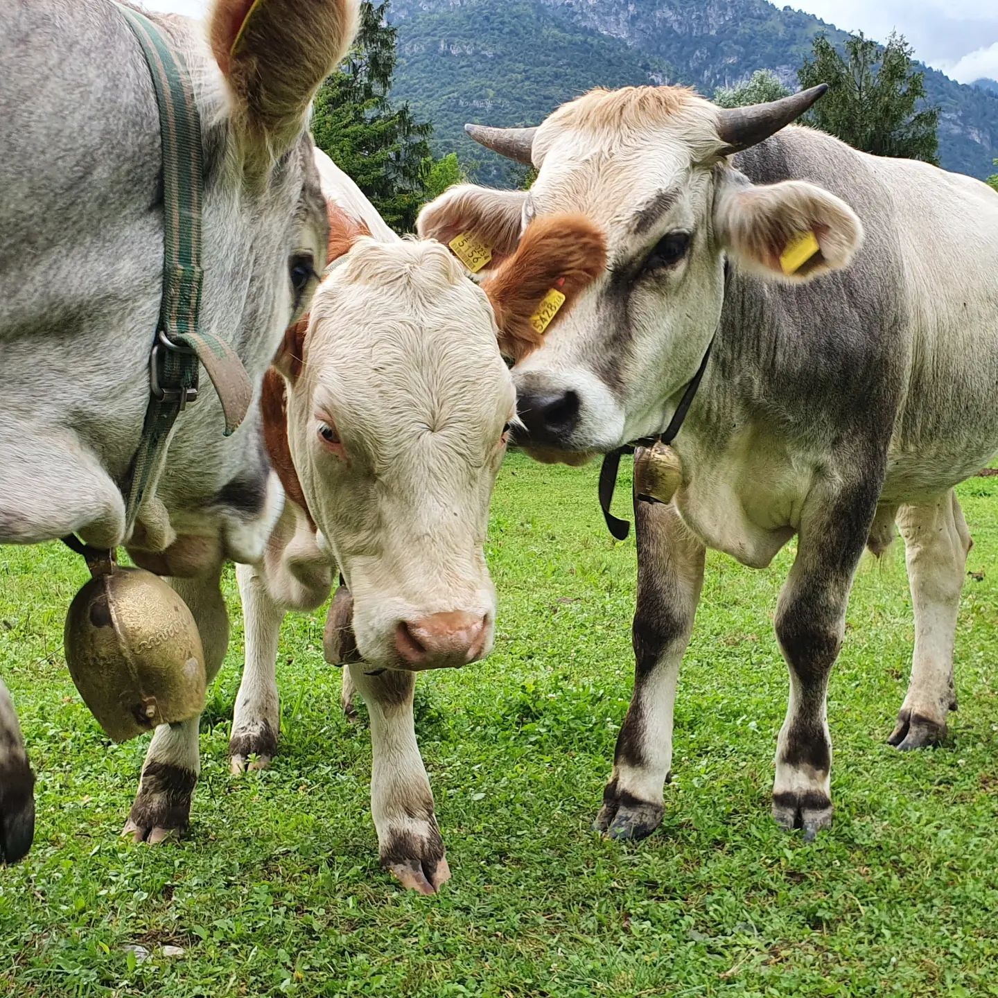 Ci dedichiamo con passione all'allevamento sostenibile di maiali, bovini e galline ovaiole, oltre alla coltivazione di ortaggi con il metodo dell'agricoltura biologica rigenerativa.
Il nostro negozio è aperto dal lunedì al venerdì dalle 17:00 alle 19:00 su appuntamento, e il sabato e la domenica dalle 11:00 alle 16:00.