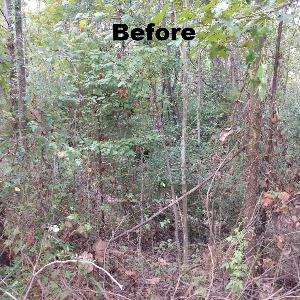 before underbrushing - Charleston, Summerville, Mt. Pleasant, Moncks Corner SC