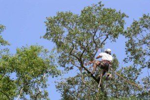 tree trimming - Charleston, Summerville, Mt. Pleasant, Moncks Corner SC
