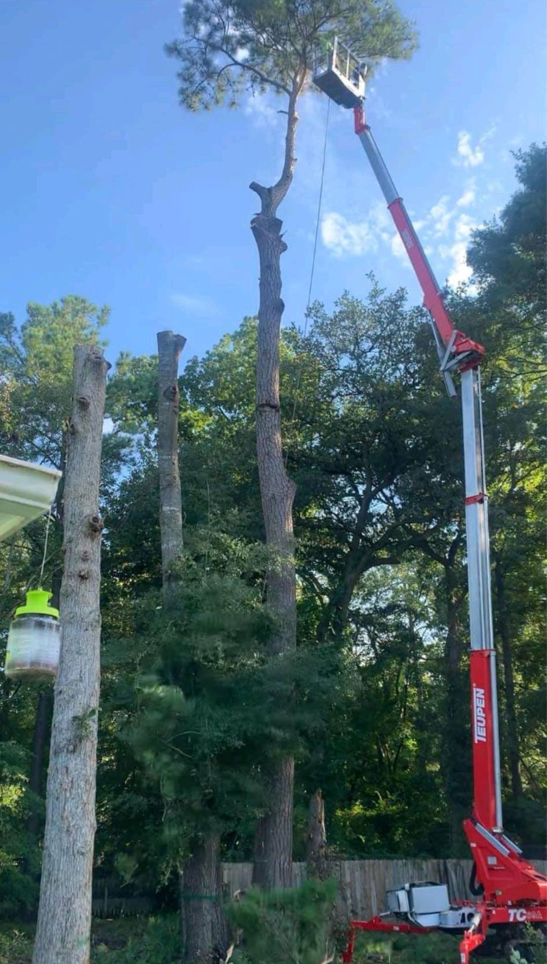 Tree Maintenance for Charleston, SC