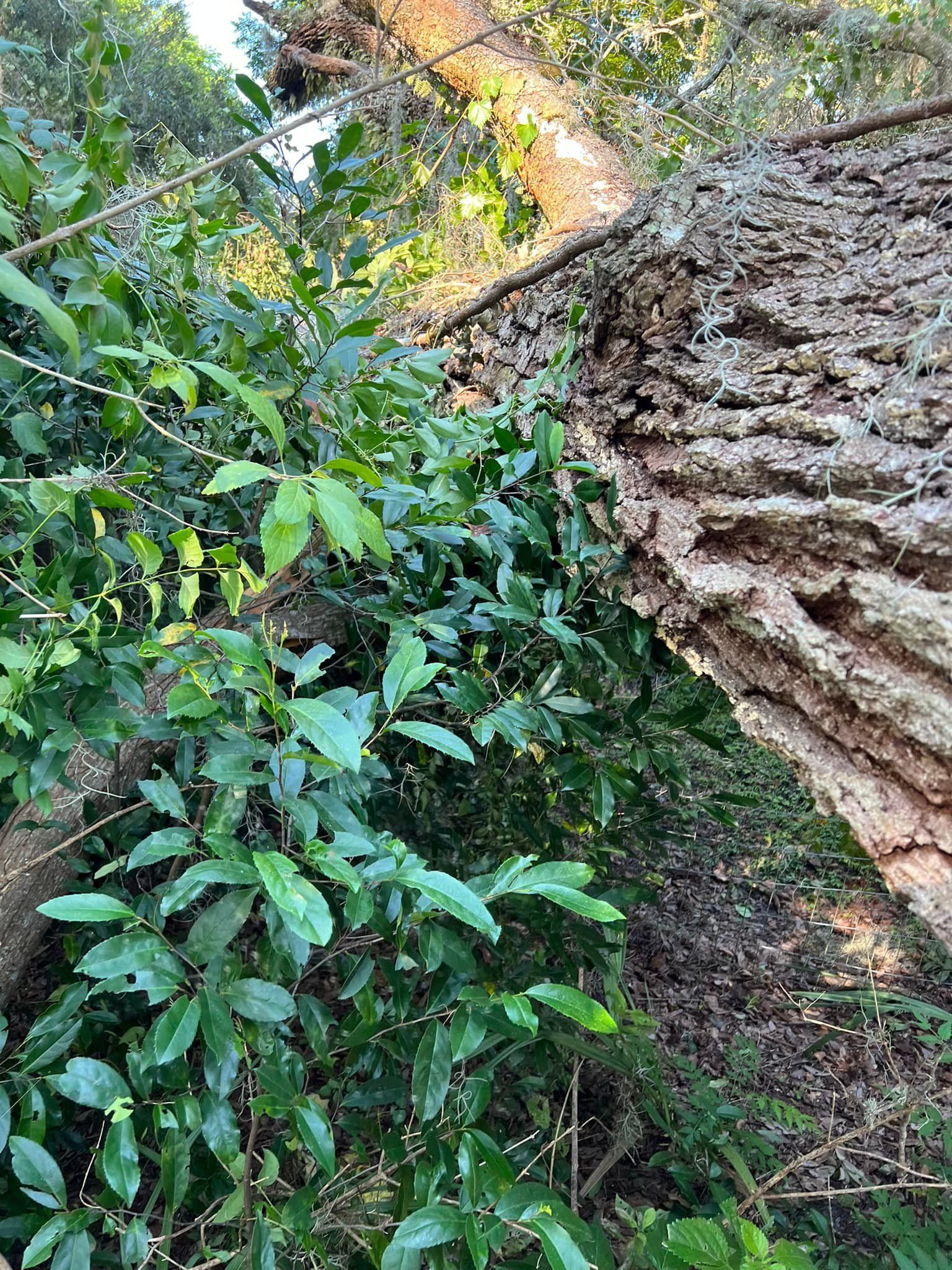 A fallen tree in the middle of a forest surrounded by trees and shrubs.