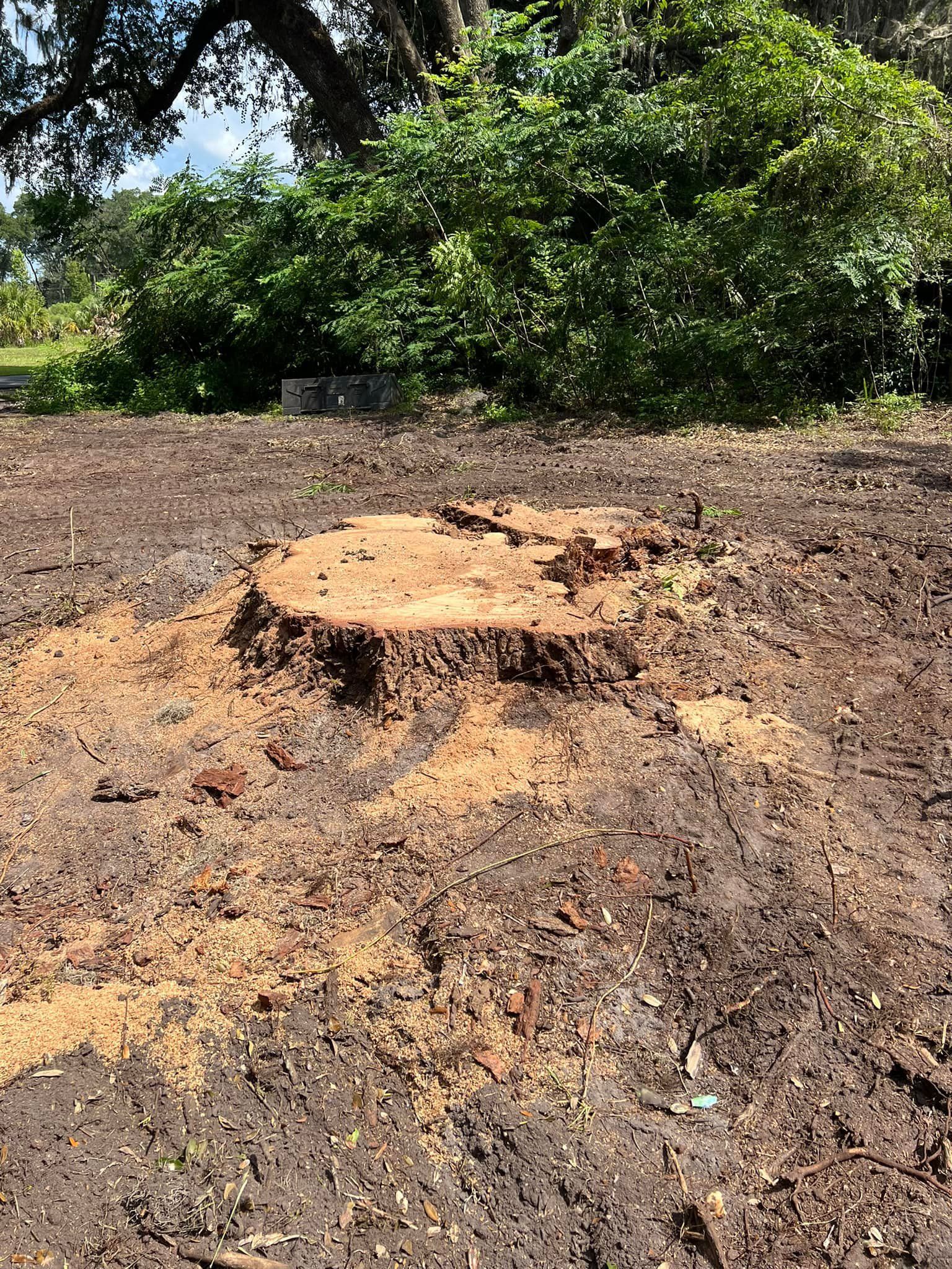 A large tree stump is sitting in the middle of a dirt field.
