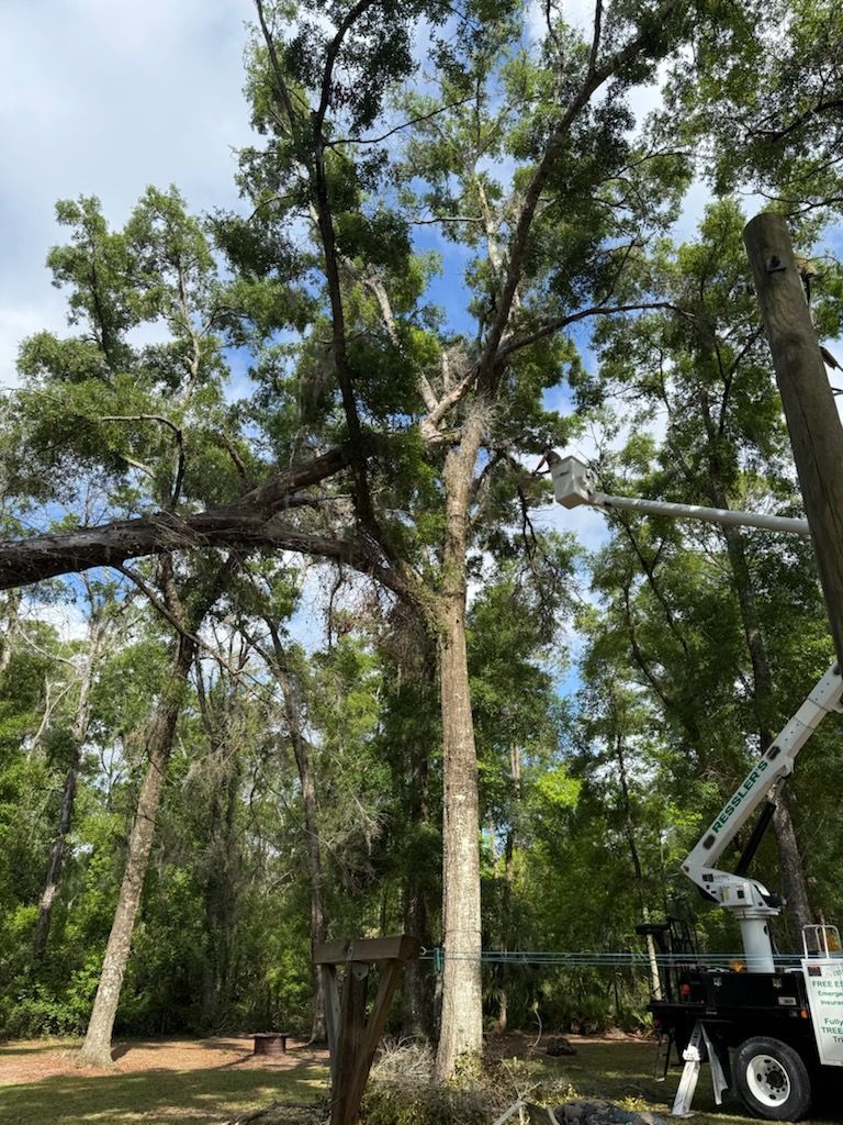 A bobcat is sitting in a field next to a tree.