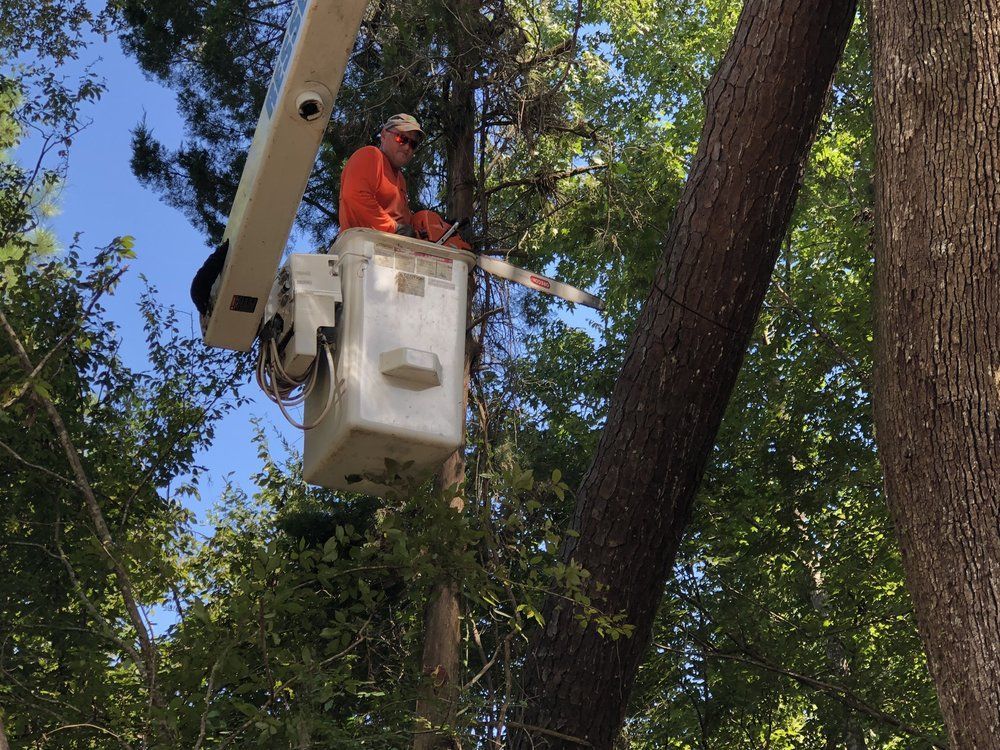 A man in a bucket is cutting a tree with a chainsaw.
