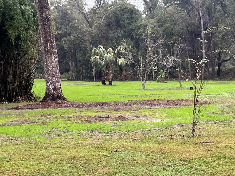 A lush green field with trees in the background