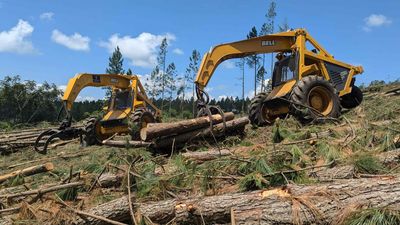 Two yellow tractors are cutting trees in a forest.