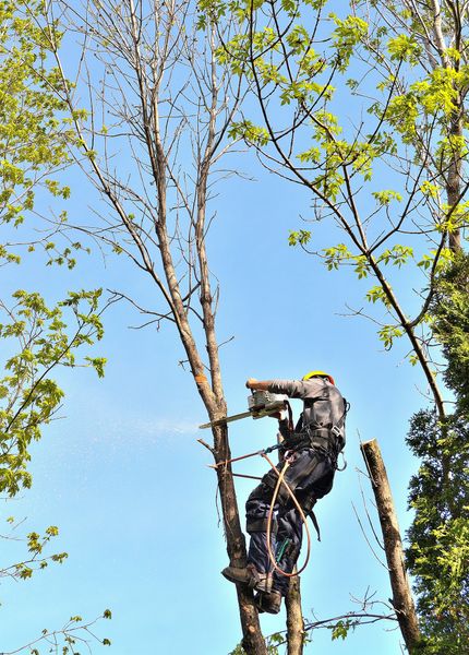 Man Cutting Trunks — Disputanta, VA — Kegley's Tree Service