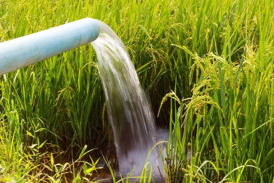 Water is Being Pumped Into a Rice Field From a Pipe — Mid Coast Liquid Waste In Rainbow Flat, NSW