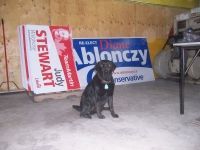 A black dog is sitting in front of a stack of political signs.