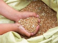 Sementi e grano di semina