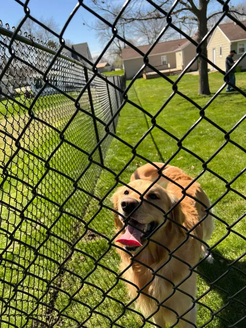 Golden retriever behind a chain-link fence in a sunny suburban backyard, panting with tongue out