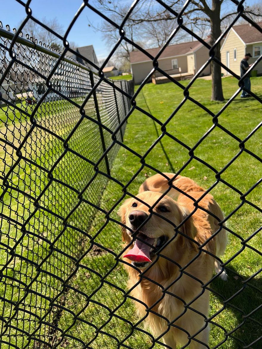 A dog is behind a chain link fence in a park