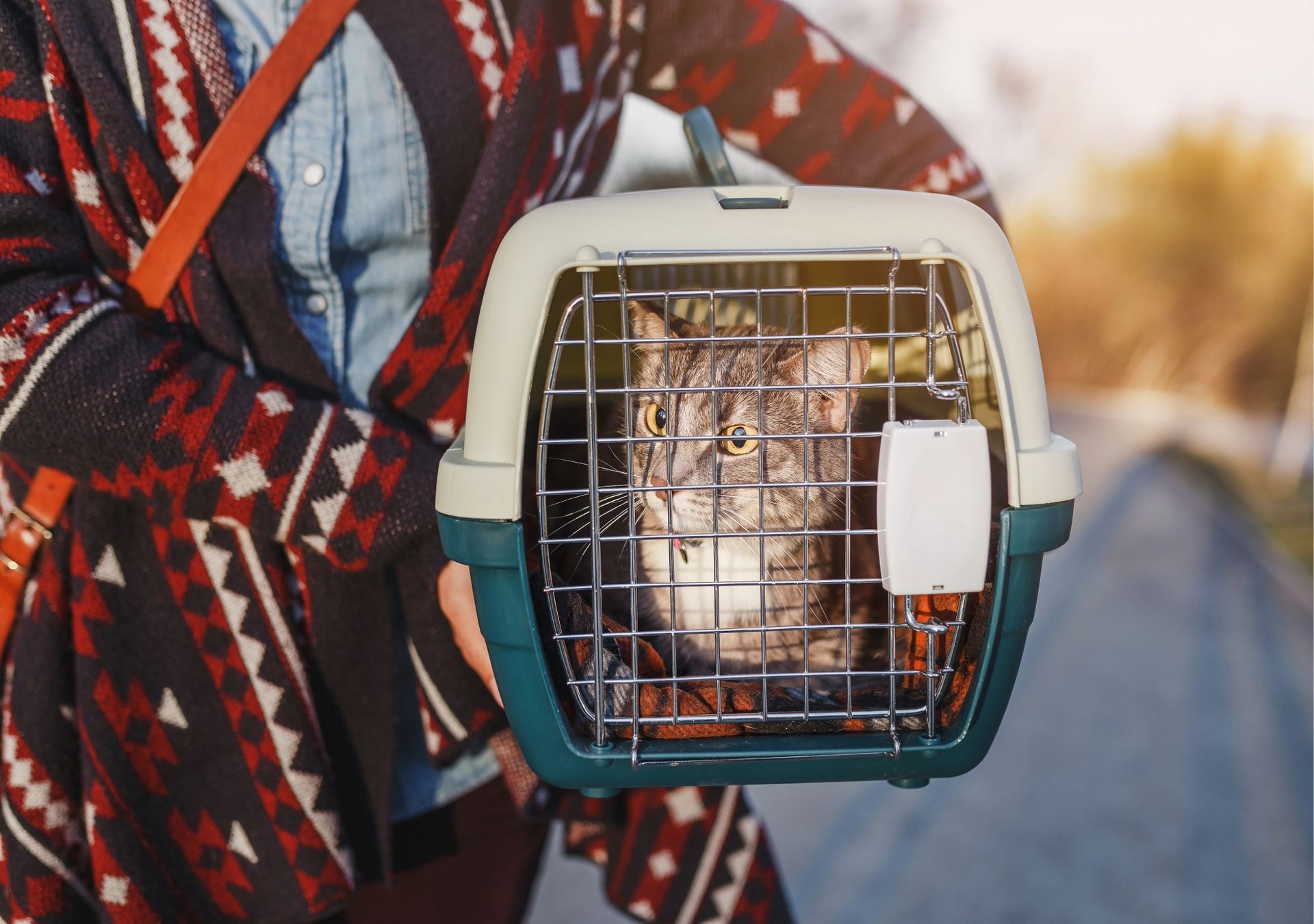 寵物移居客戶回饋情境意象－灰白虎斑貓於運輸籠內休息，呈現完成出國準備後，與飼主一同展開新生活的陪伴時刻。