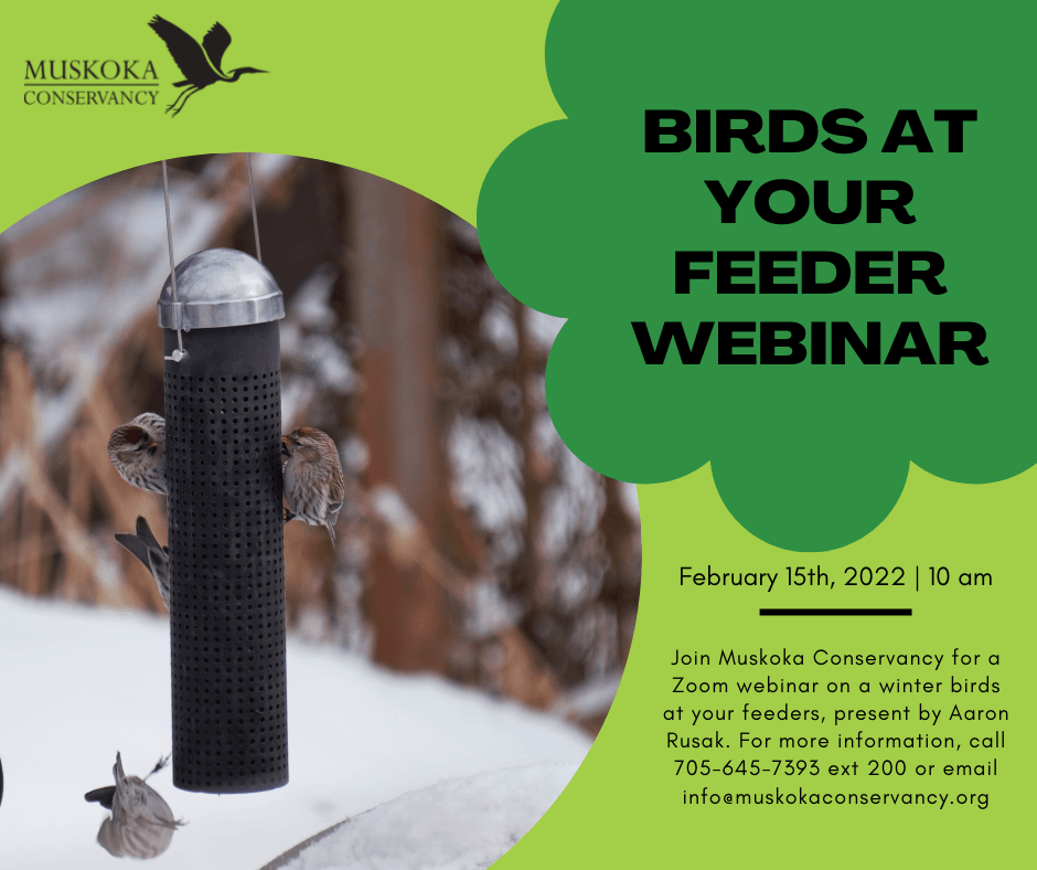 February Webinar Feeder Birds