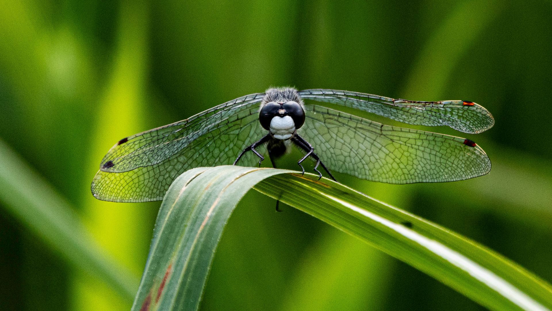The Michael Foster Photography Award