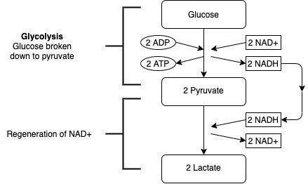 How Lactic Acid is Beneficial for Exercise