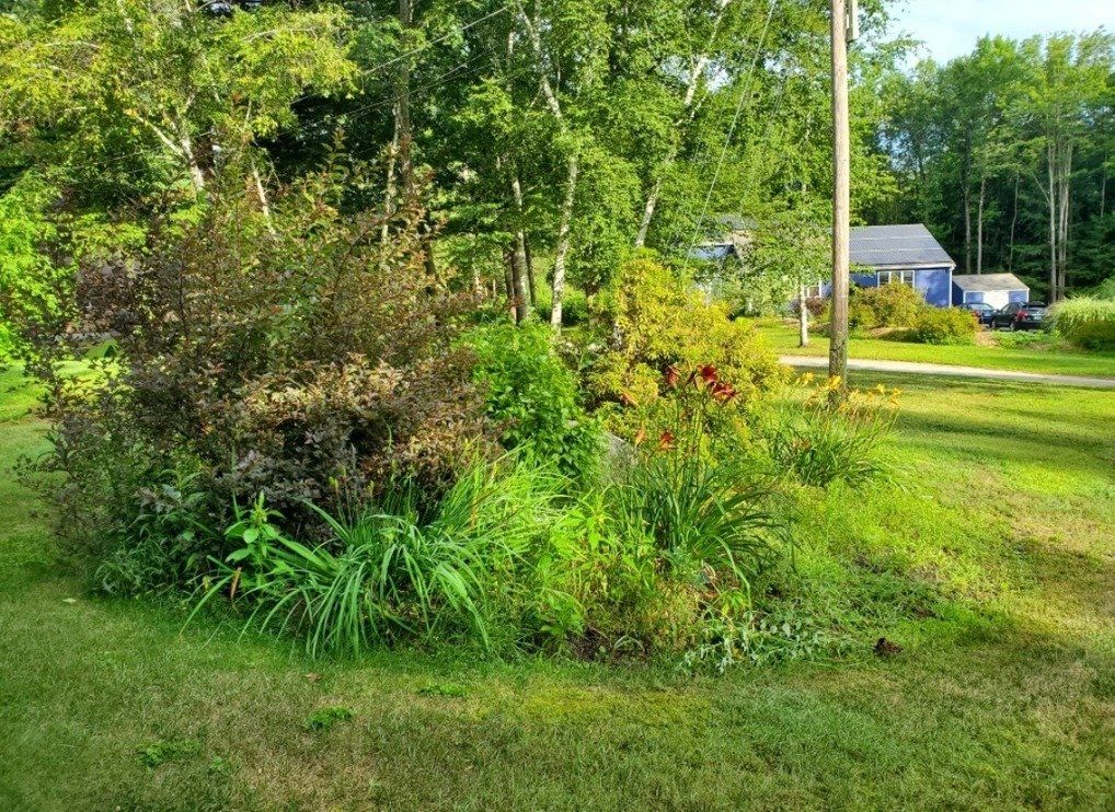 Overgrown Lawn Plants Before — Danville, NH — Divine Landscaping LLC
