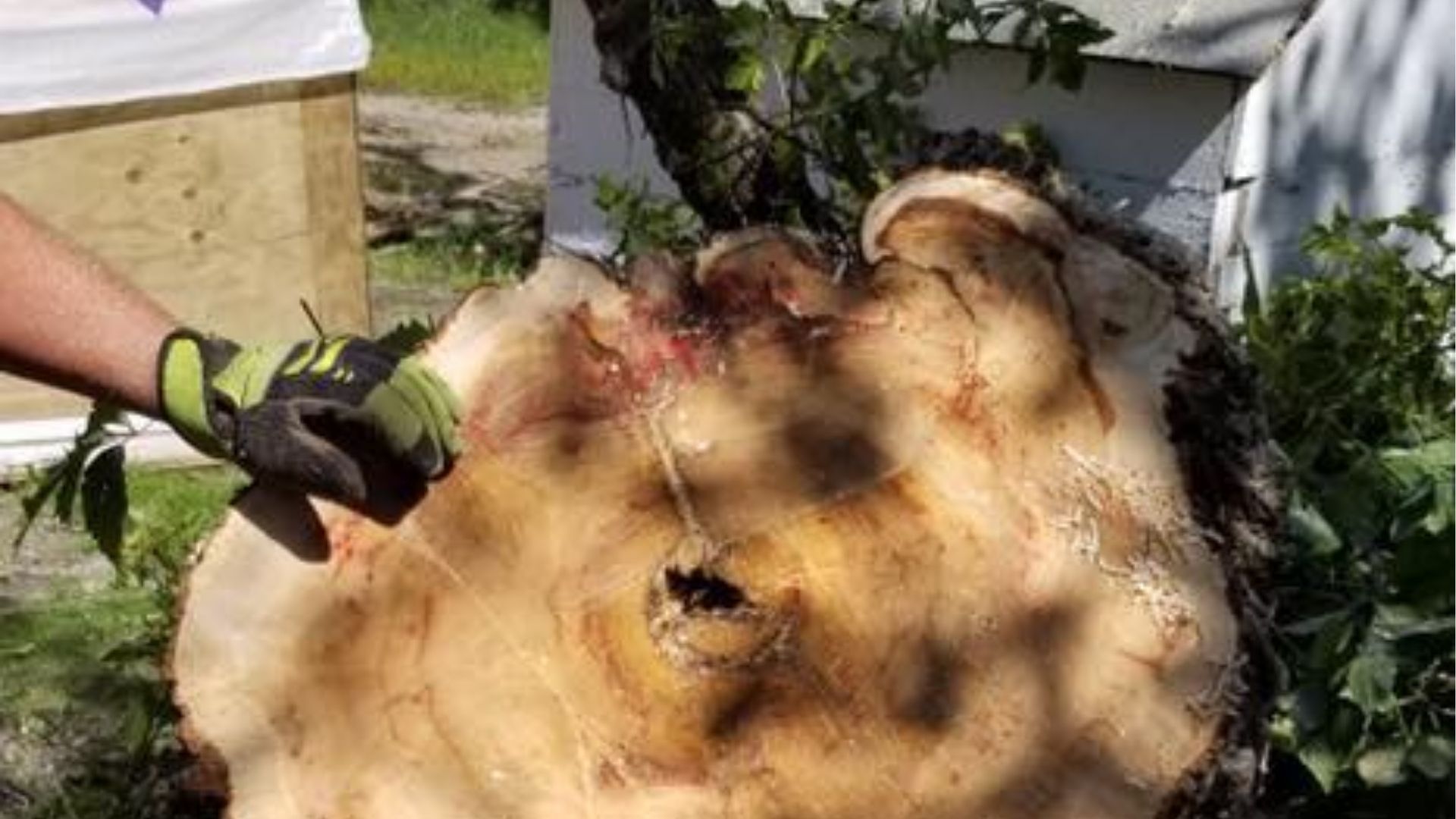 A gloved hand points to a deep, dark cavity in the center of a freshly cut, light-colored tree stump.
