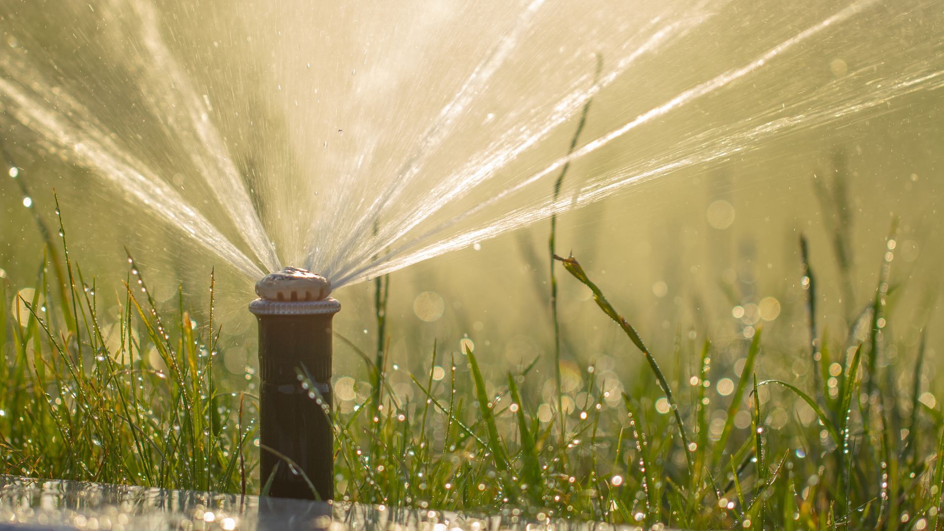 Un irrigatore spruzza acqua su un prato verde rigoglioso.