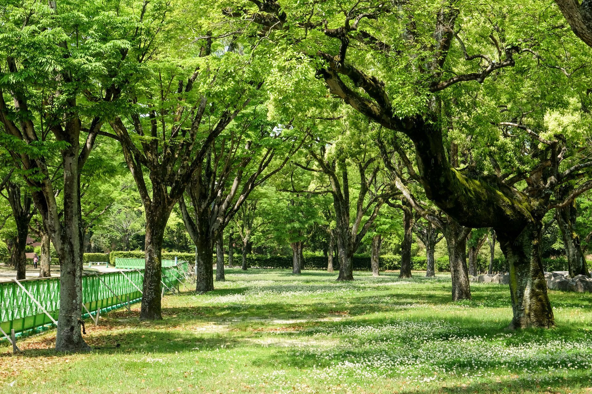 Un parco pieno di alberi ed erba in una giornata di sole.