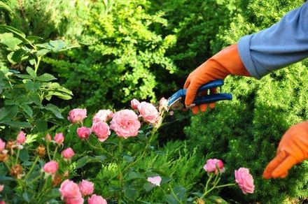 Person pruning roses
