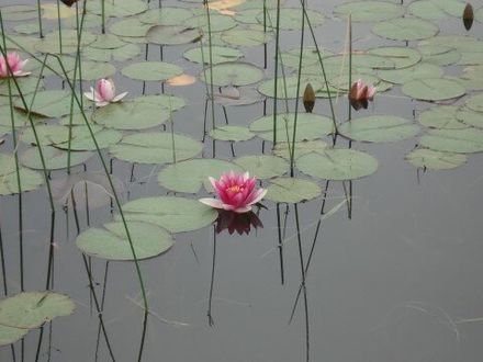 pond with flower