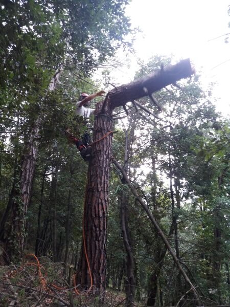 Man knocking down a tree