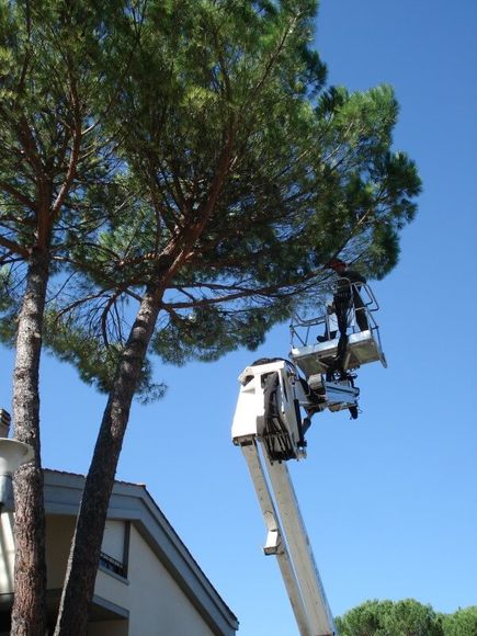 Pruning of a pine tree