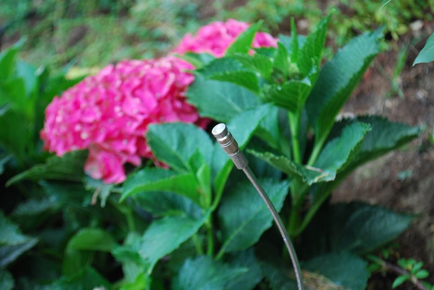 Un primo piano di una pianta con fiori rosa e foglie verdi
