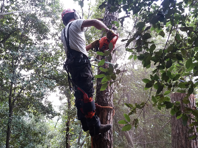 progettazione di edere e piante arrampicanti su facciata di palazzo