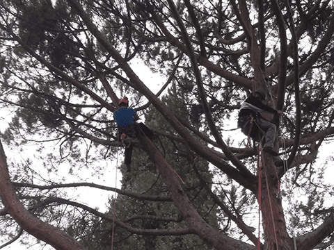 man climbing  tree