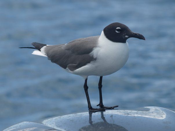 A black and white bird perched on a clear object