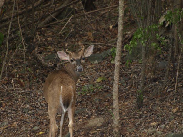 A deer is standing in the woods looking at the camera.