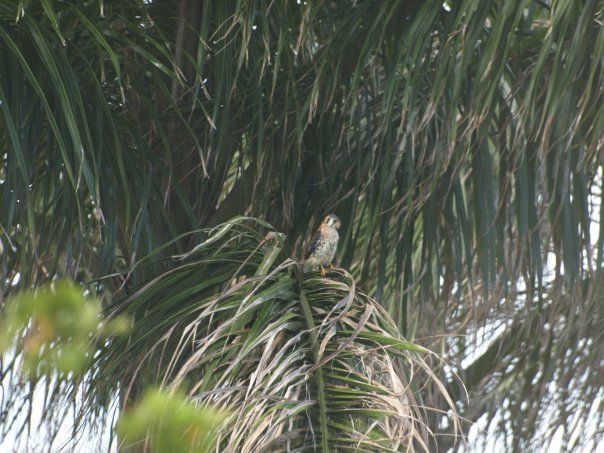 A bird perched on top of a palm tree