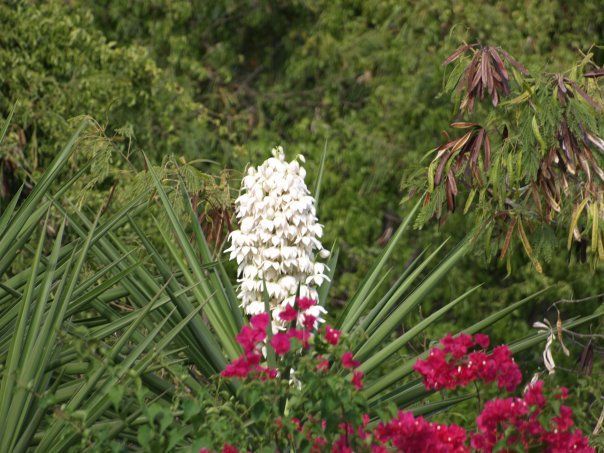 A white flower is surrounded by red flowers in a garden.
