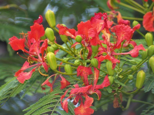 A close up of a plant with red flowers and green buds