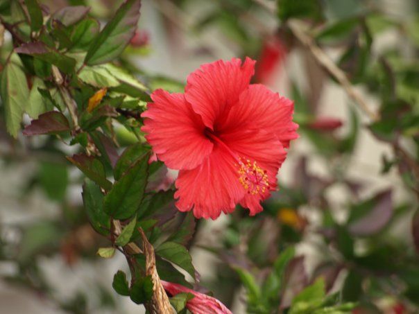 A close up of a red hibiscus flower on a bush