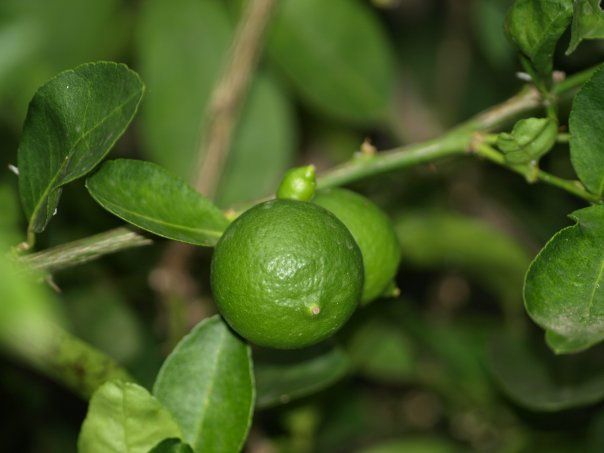 A close up of a lime growing on a tree branch.