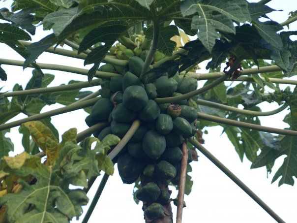 A bunch of green papaya hanging from a tree