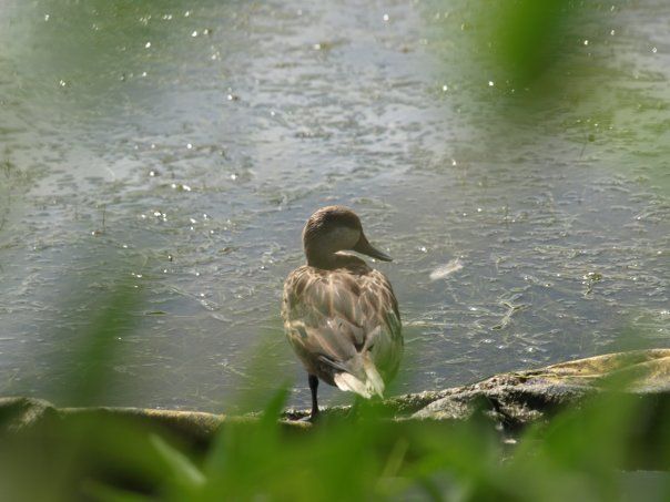 A duck is standing on a rock in the water.