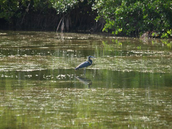 A bird is standing in the middle of a lake.