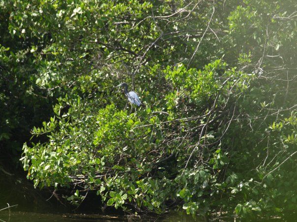 A bird is perched on a tree branch near a body of water.