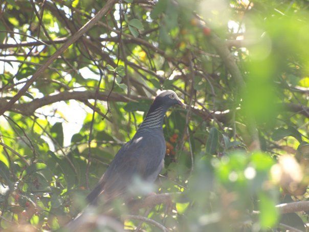 A pigeon is perched on a tree branch surrounded by leaves.