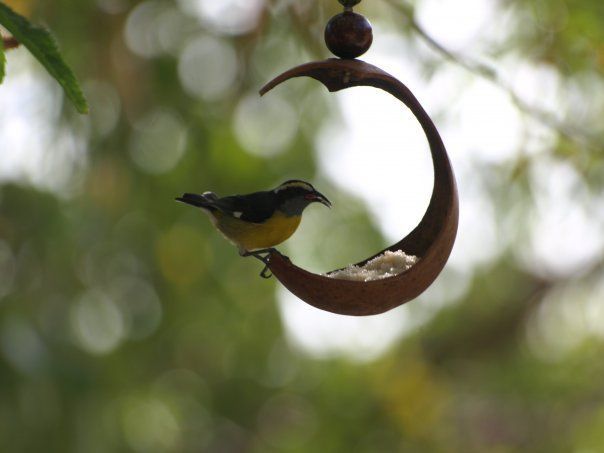 A small bird is perched on a bird feeder