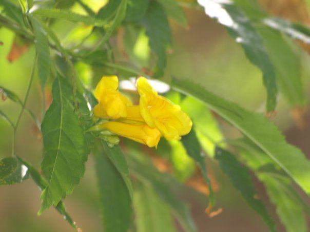 A close up of a yellow flower hanging from a tree branch.