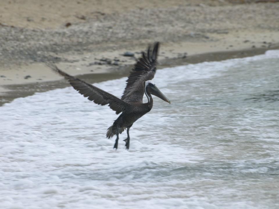 A pelican is standing in the water near the beach.