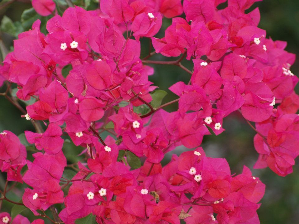 A bunch of pink flowers with white centers