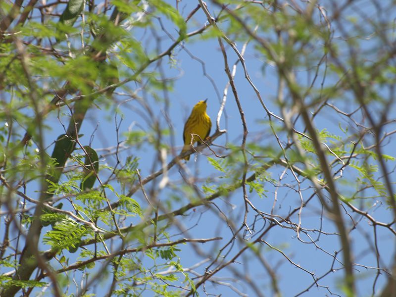 A yellow bird is perched on a tree branch