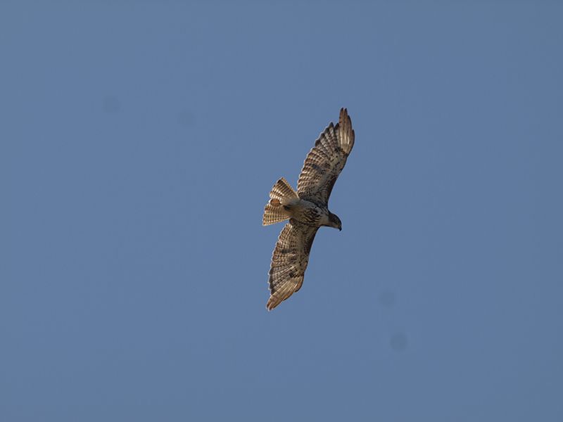 A bird is flying through a clear blue sky.